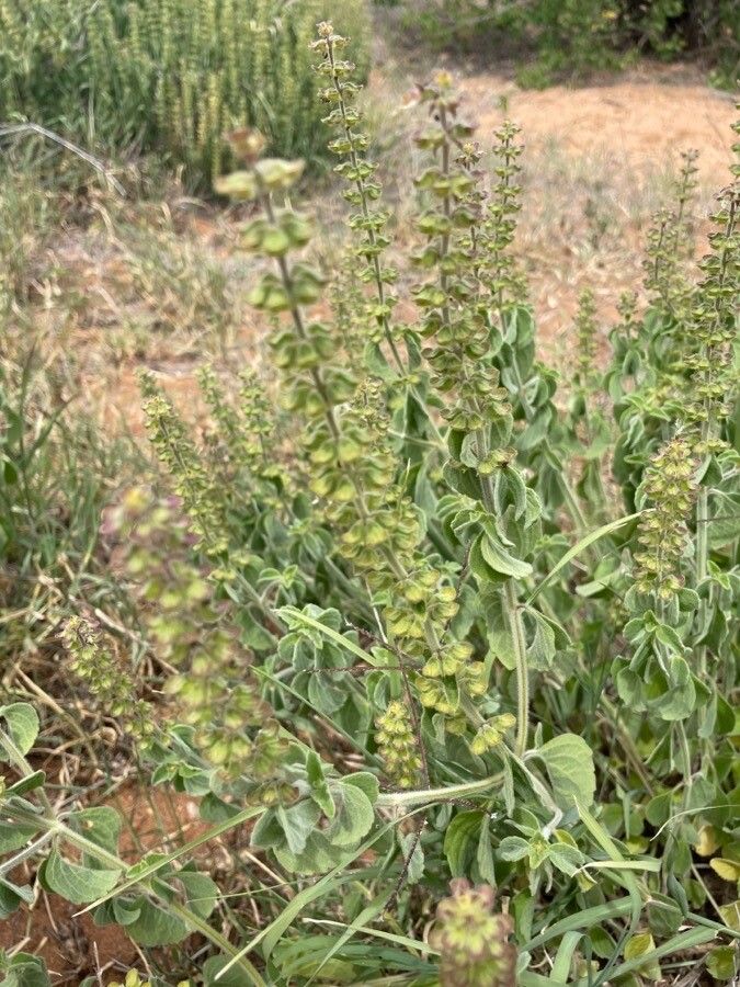 Ocimum gratissimum fruit