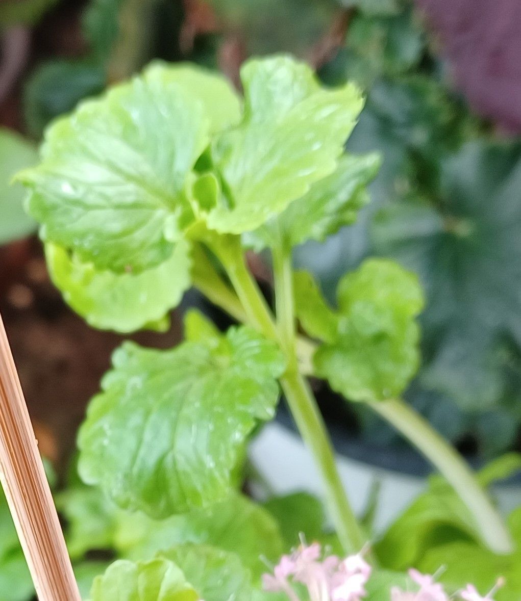 Centranthus macrosiphon — search result for 'Centranthus'