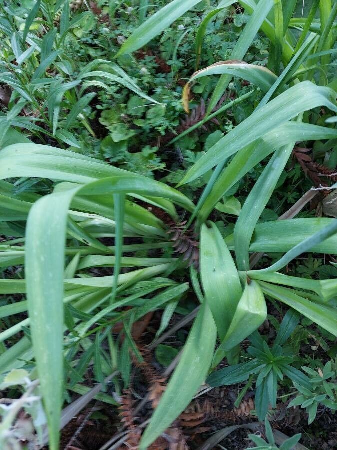 Ornithogalum candicans leaf