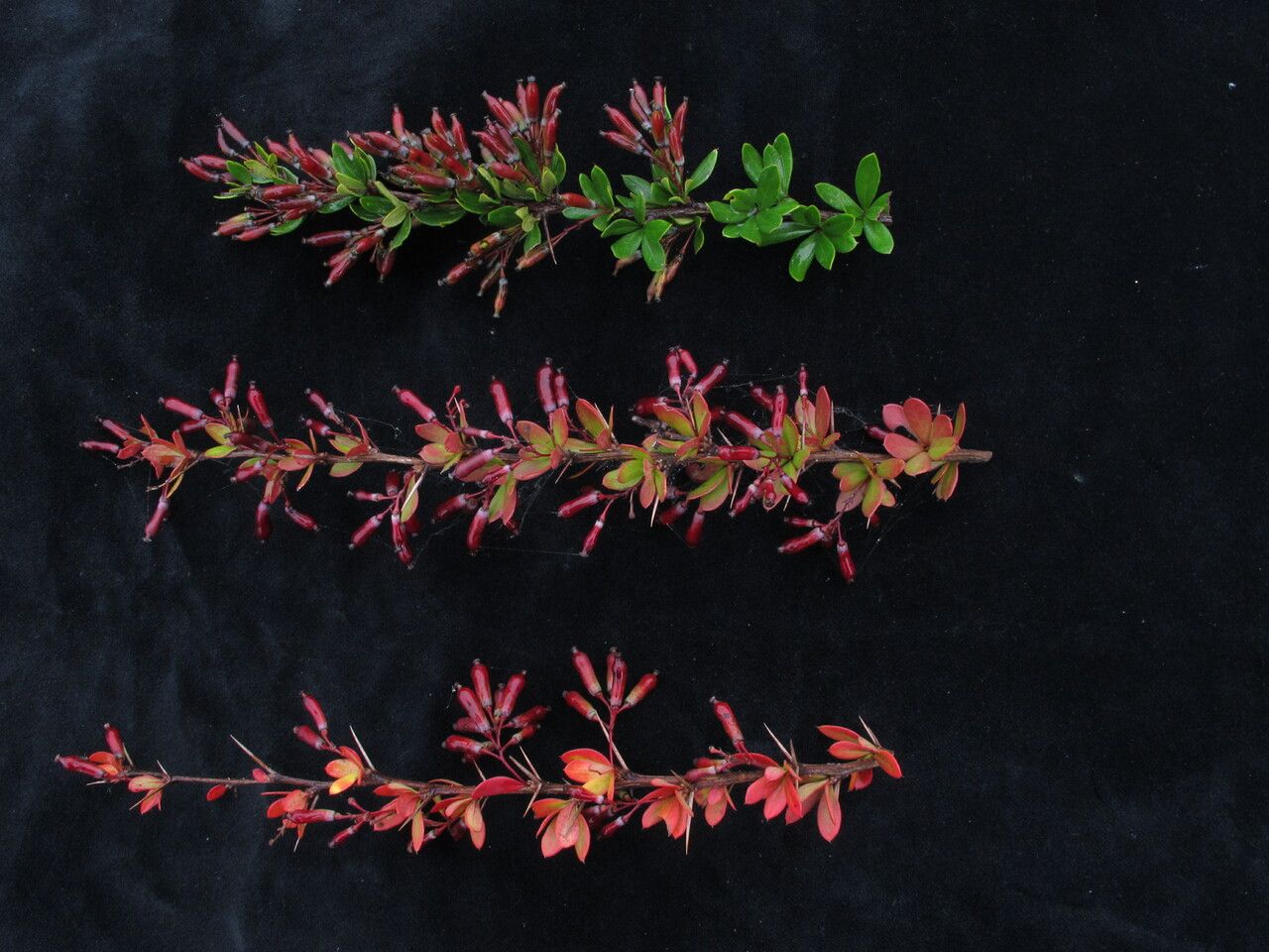 Berberis jaeschkeana habit