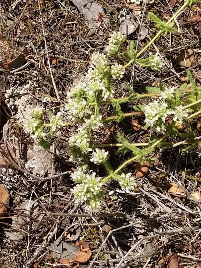 Teucrium haenseleri flower