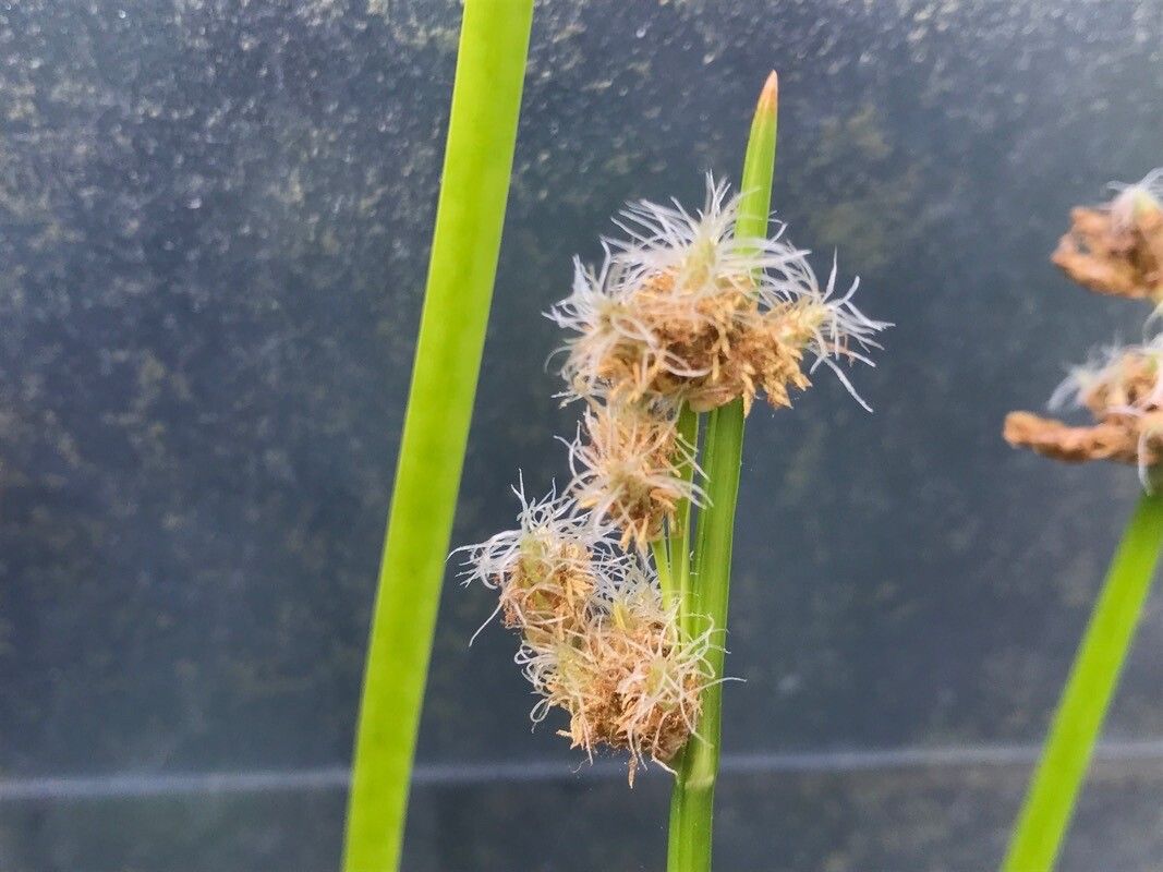 Schoenoplectus triqueter flower