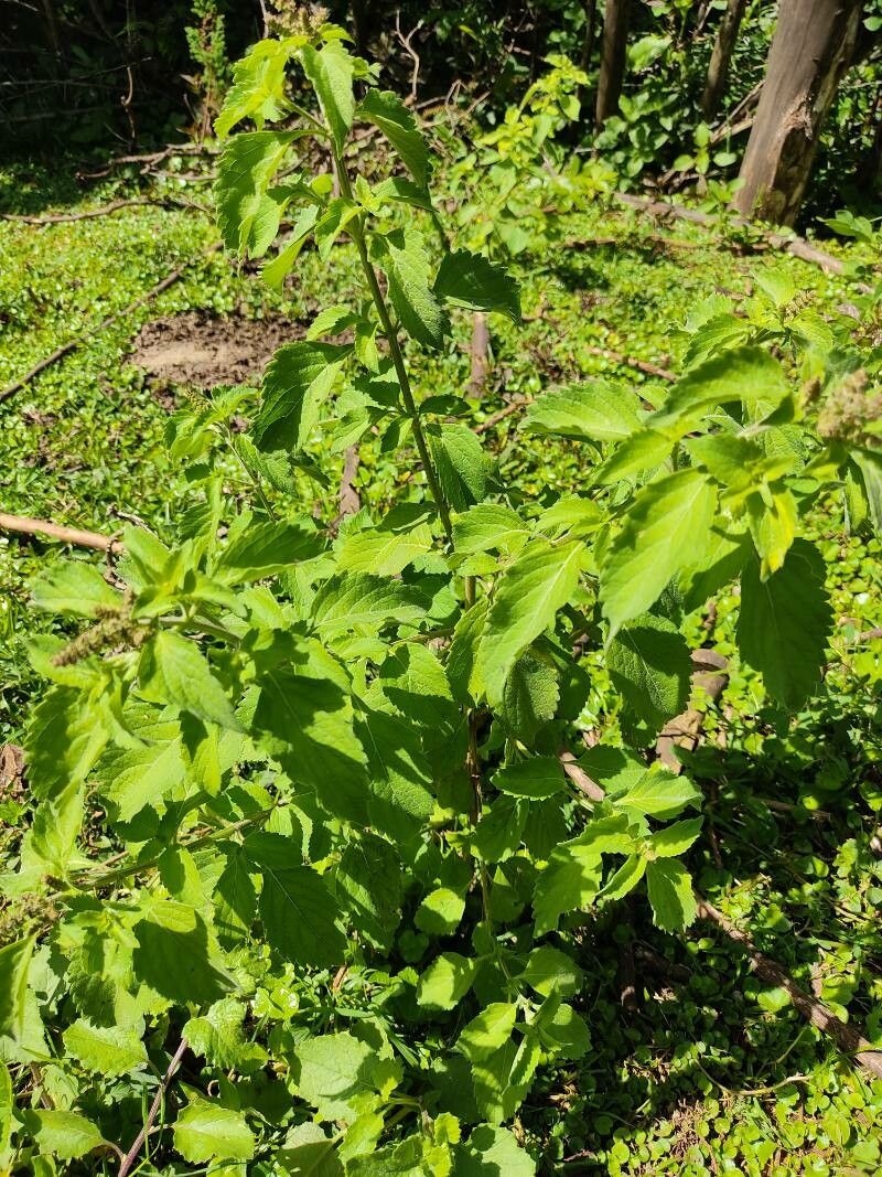 Leonotis leonurus leaf