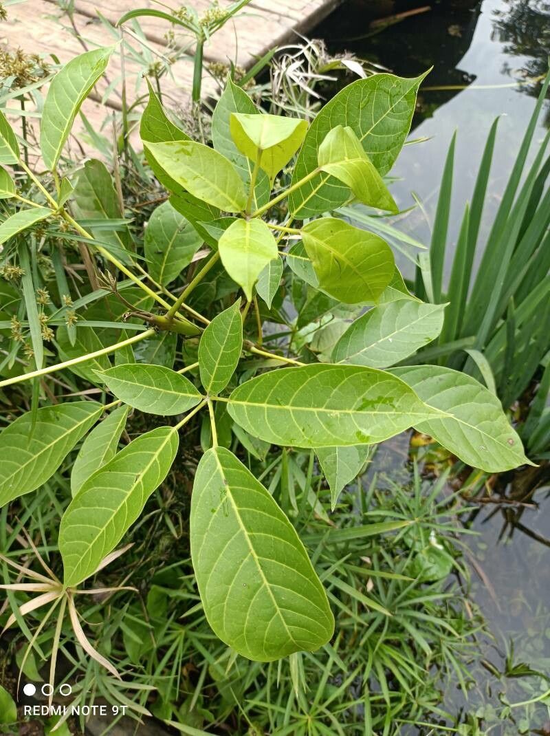 Tabebuia rosea leaf