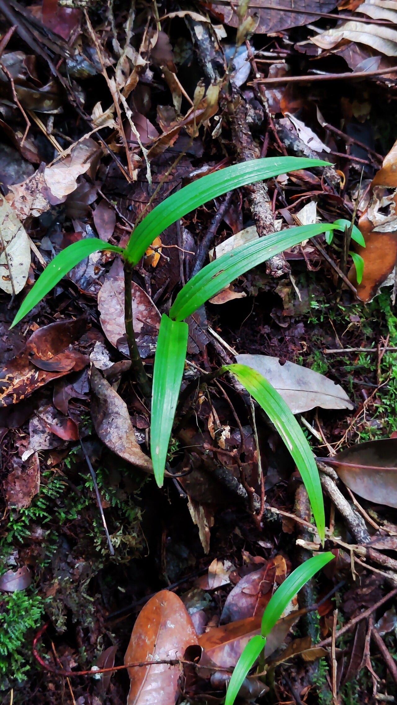 Liparis stenophylla — houseplant care guide