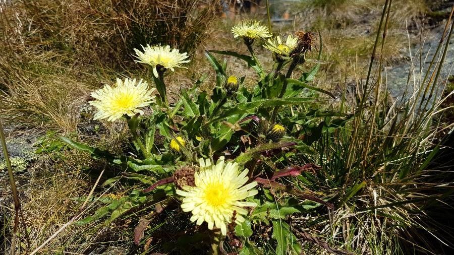 Hieracium berardianum flower