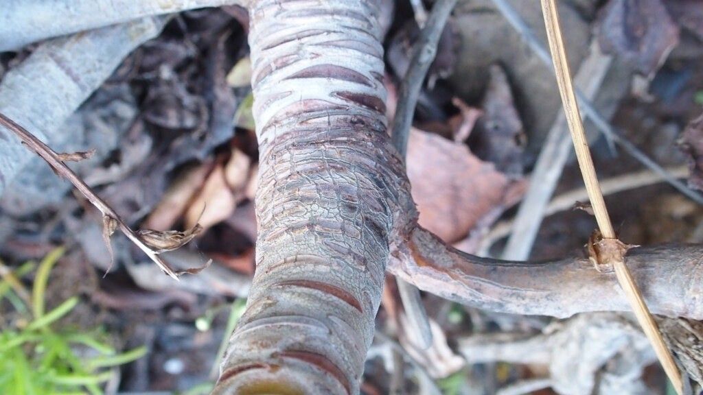 Aeonium glutinosum bark