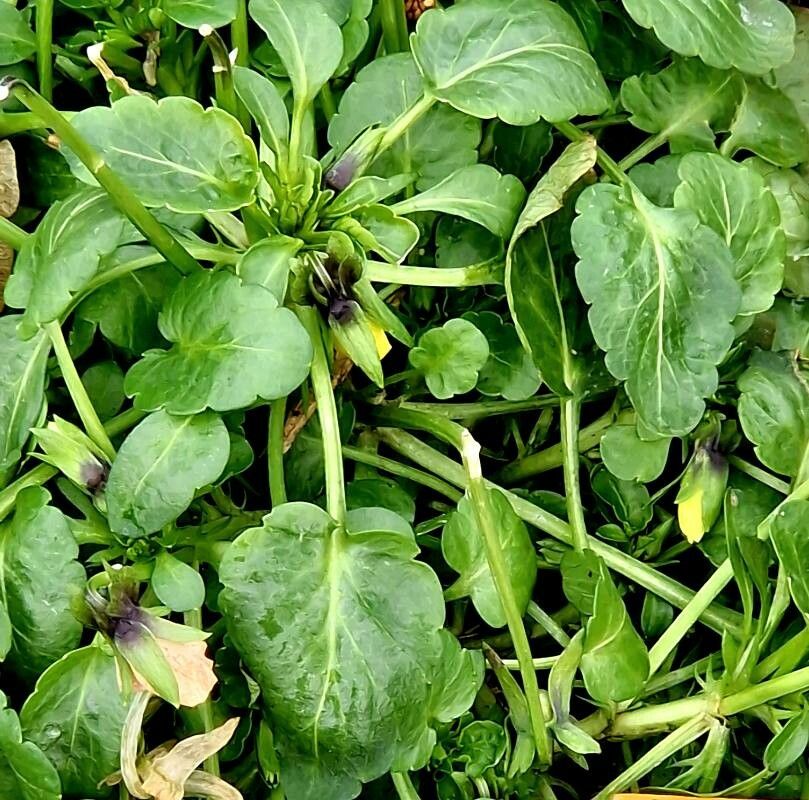 Viola × williamsii — search result for 'Viola'