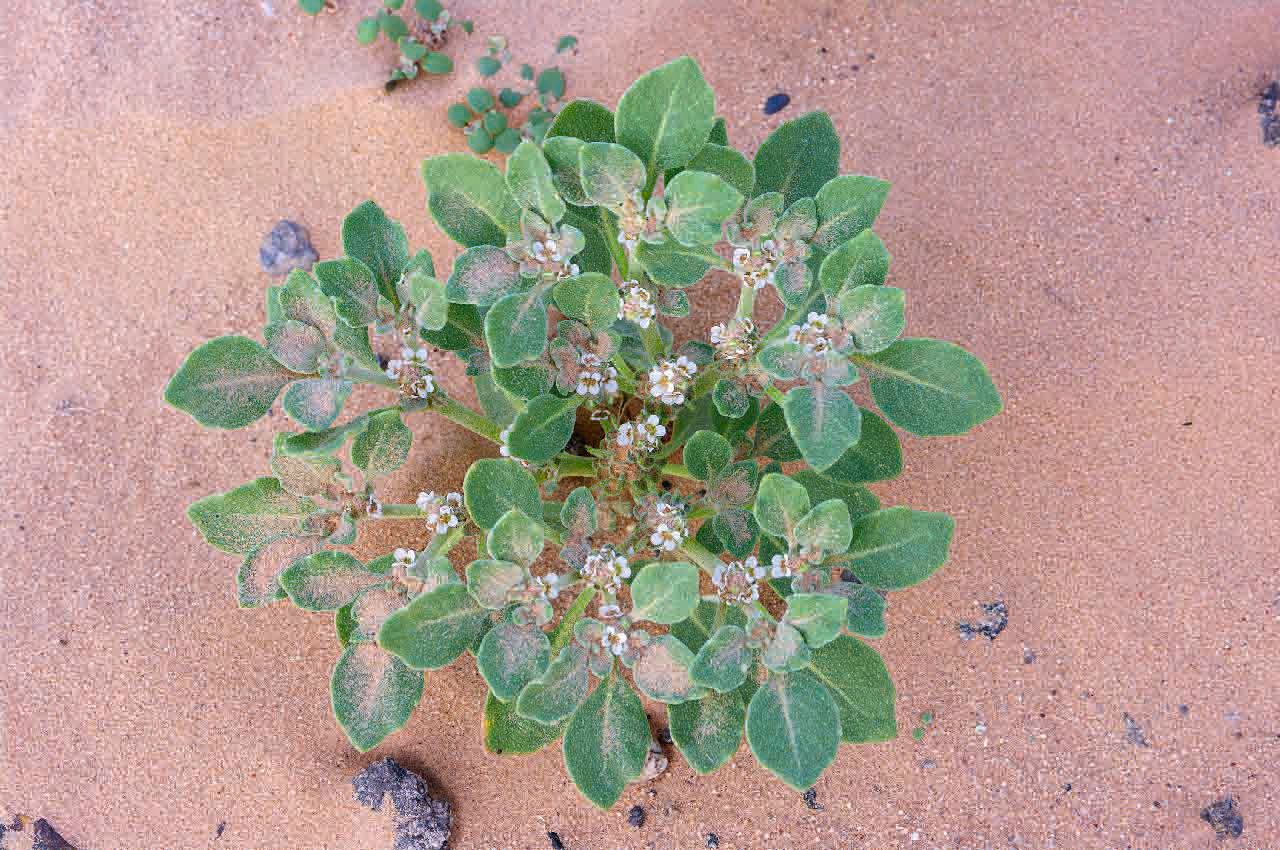 Anastatica hierochuntica flower