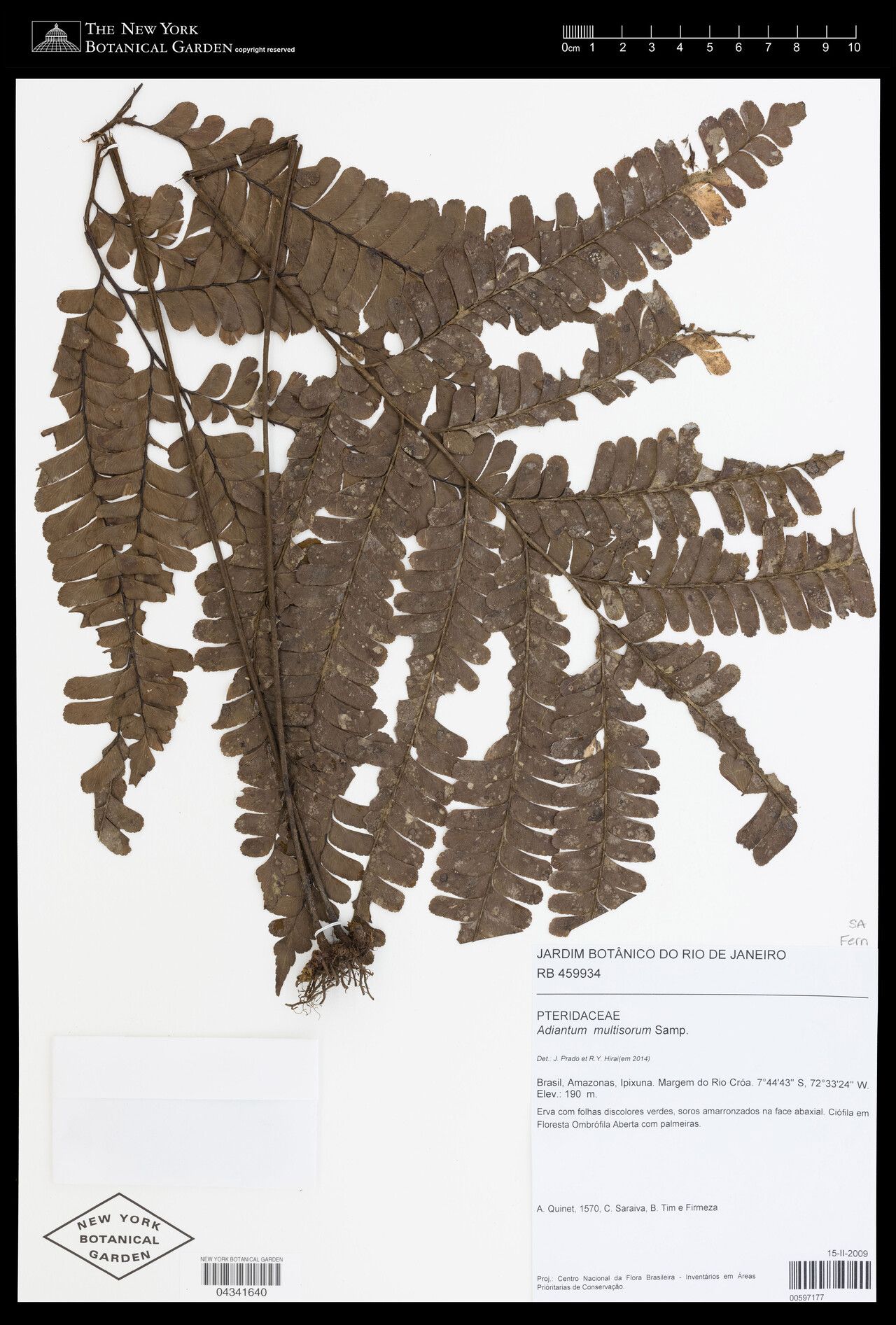 Adiantum multisorum leaf