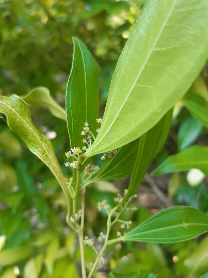 Cocculus laurifolius flower