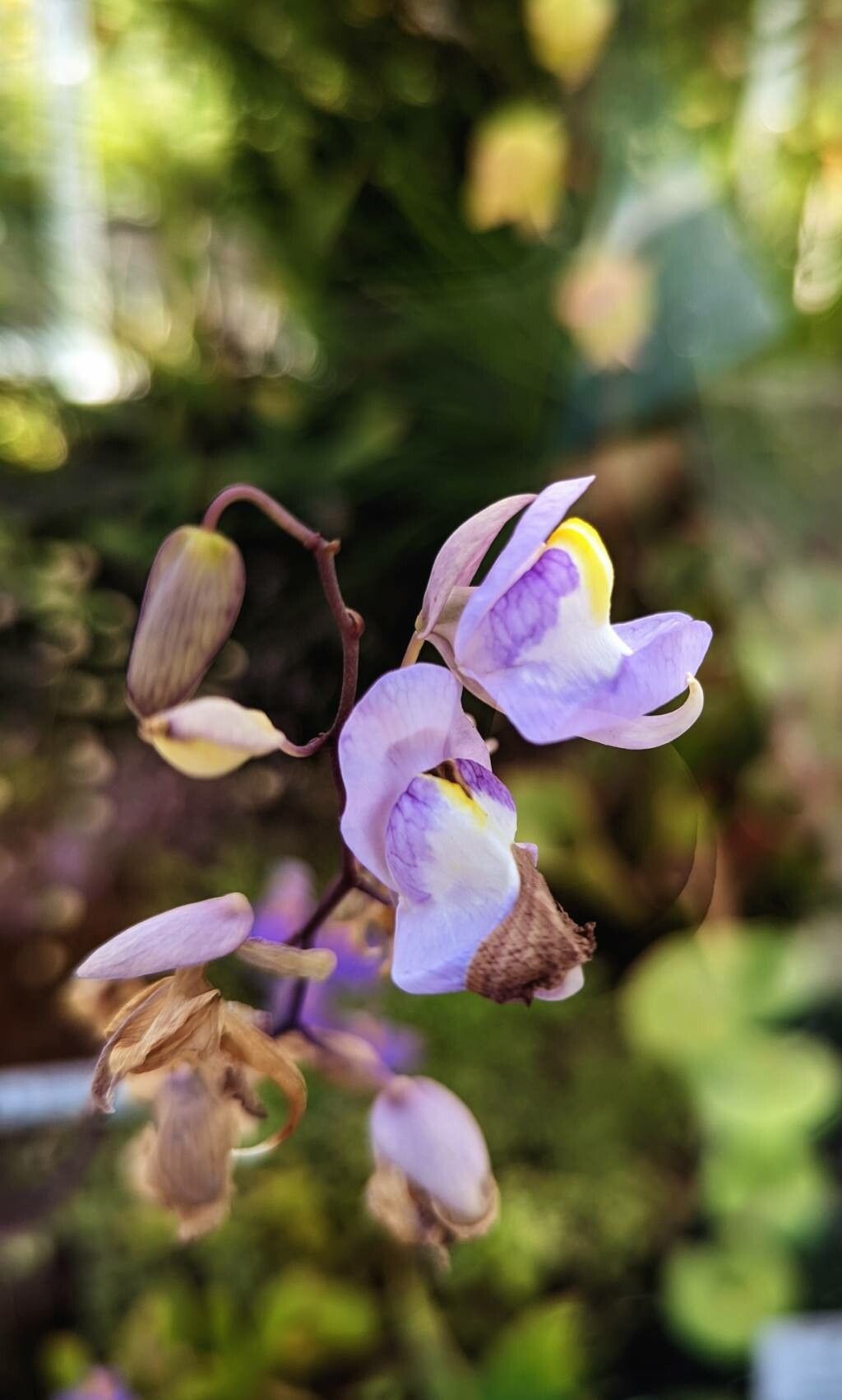Utricularia humboldtii flower