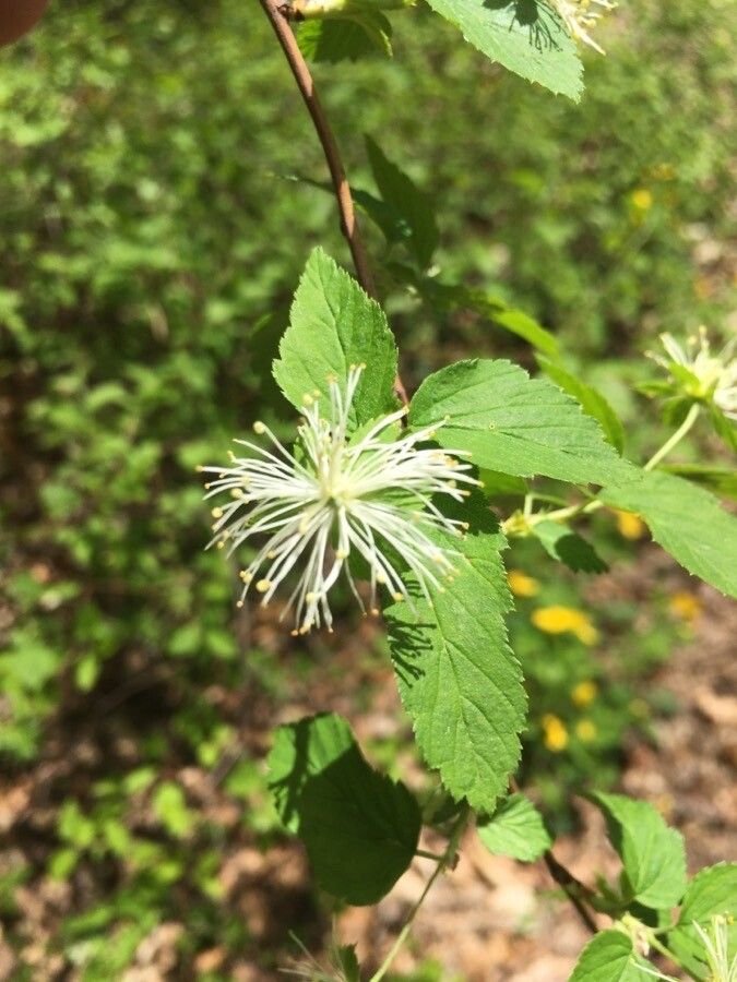 Neviusia alabamensis flower