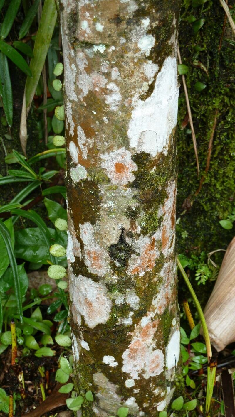 Pradosia ptychandra bark