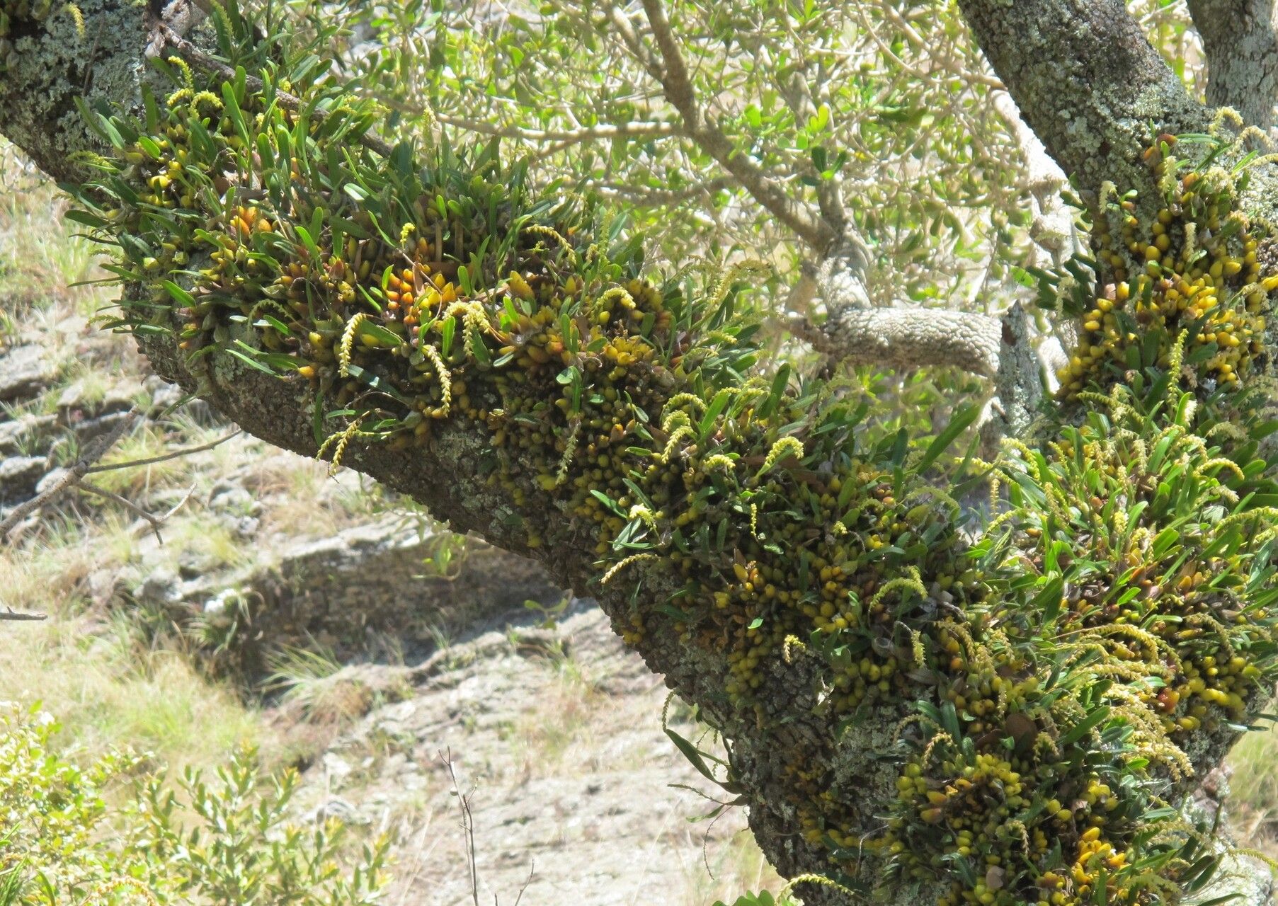 Bulbophyllum baronii — houseplant care guide