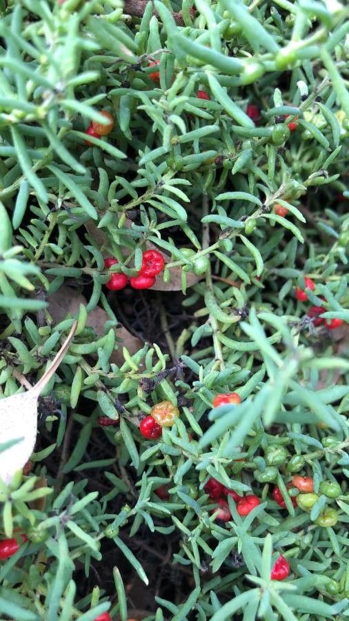 Enchylaena tomentosa fruit