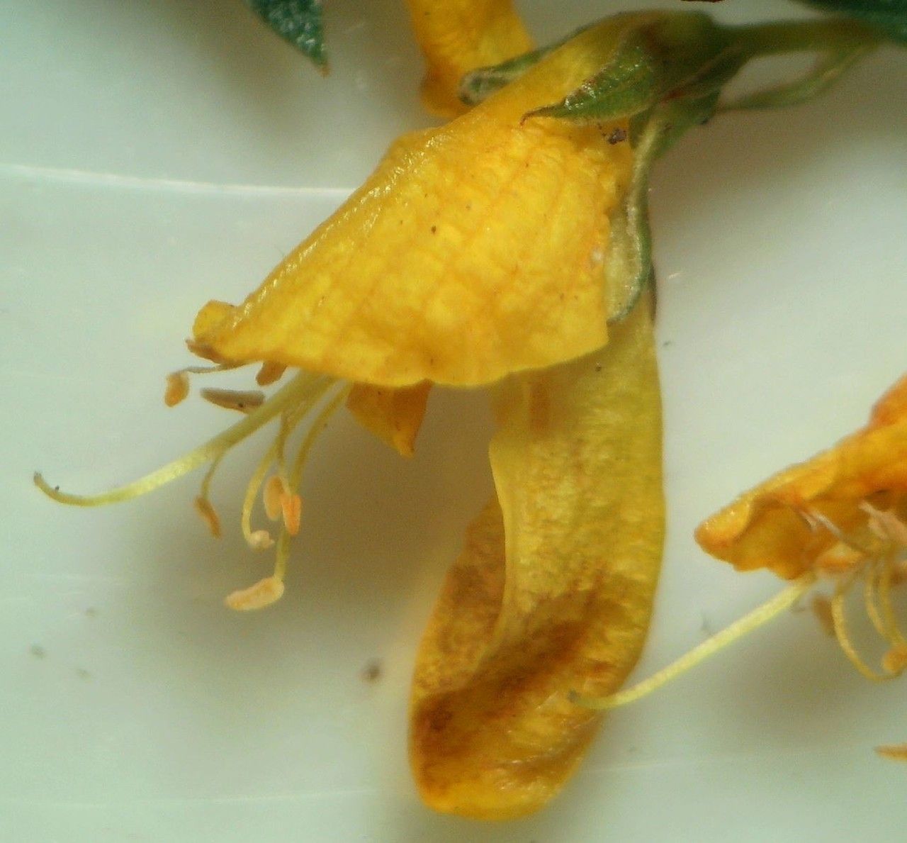 Genista micrantha flower