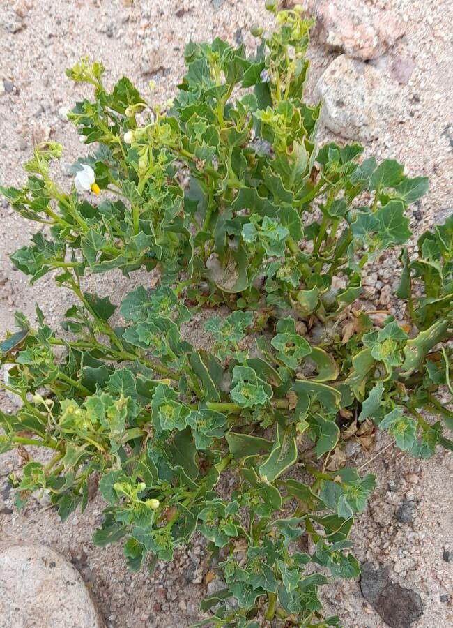 Solanum echegarayi habit