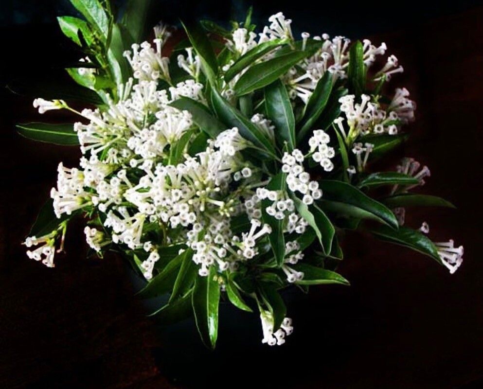 Cestrum diurnum flower