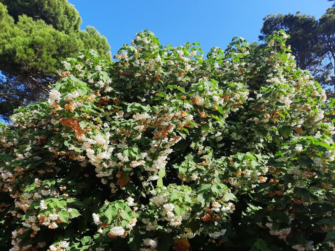 Dombeya tiliacea habit