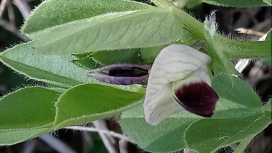 Vicia johannis flower
