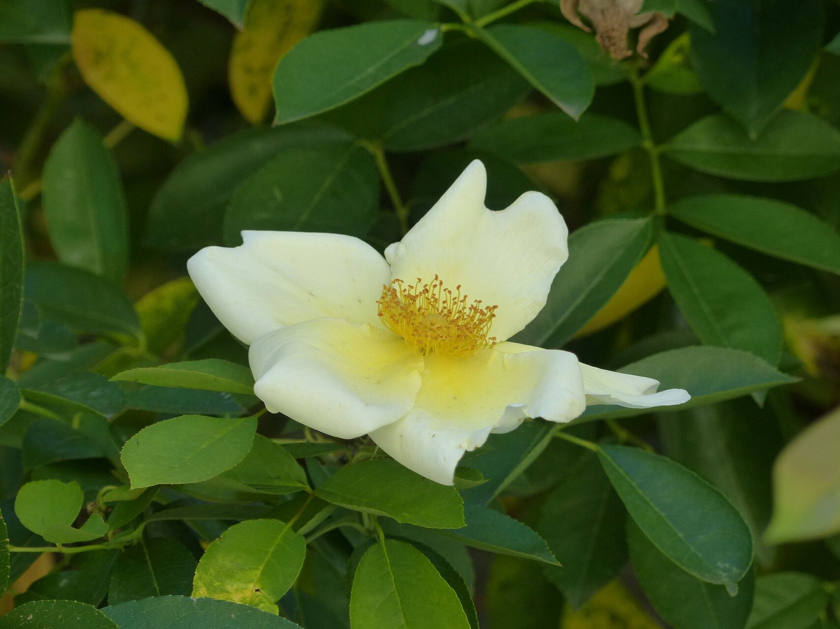 Rosa bracteata flower