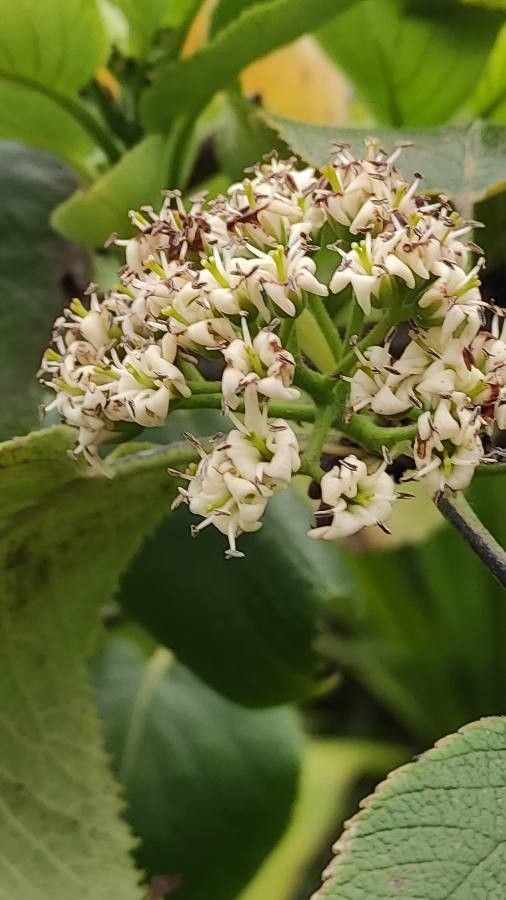 Ehretia dicksonii flower
