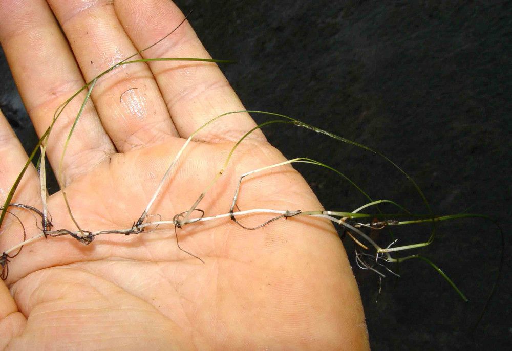 Halodule uninervis — houseplant care guide