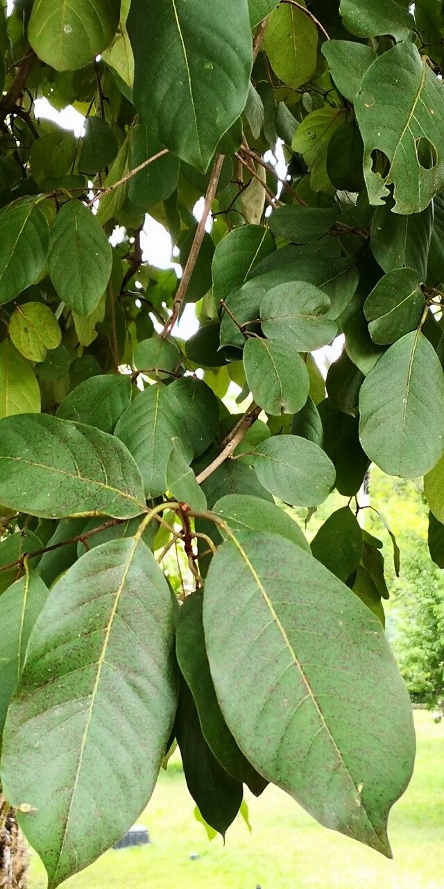 Terminalia chebula leaf