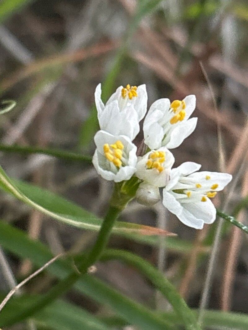 Allium canariense — houseplant care guide