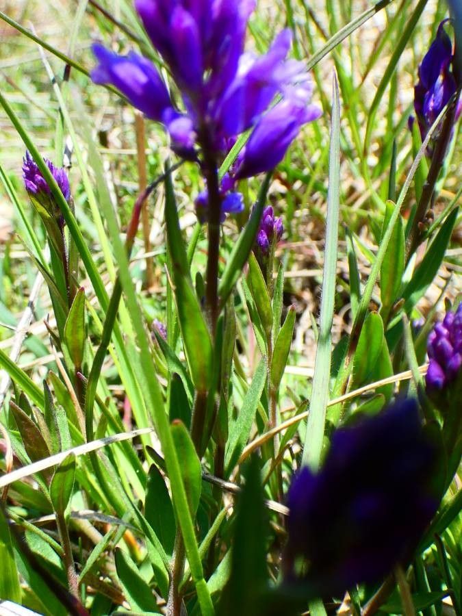Polygala vulgaris leaf