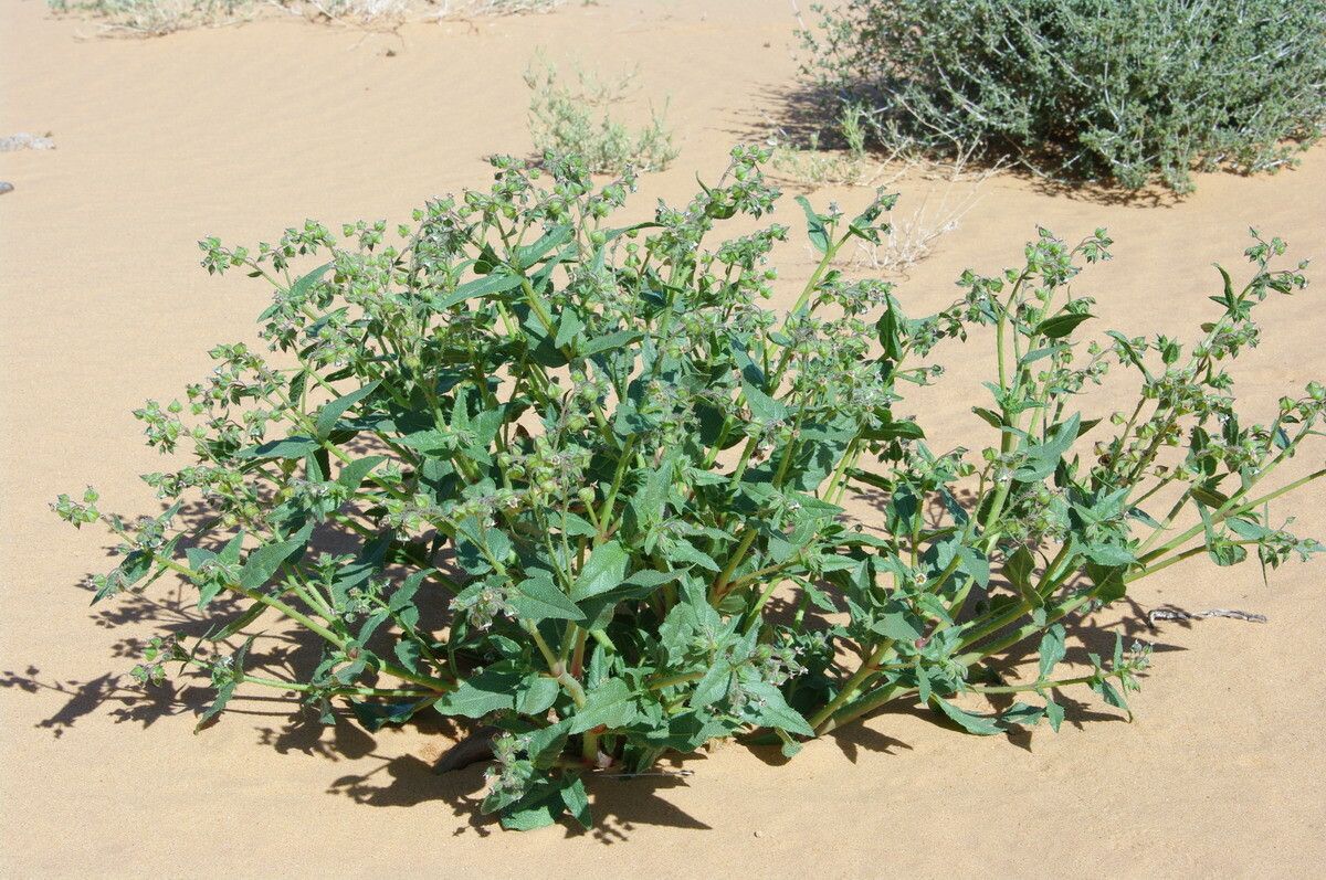 Trichodesma africanum habit