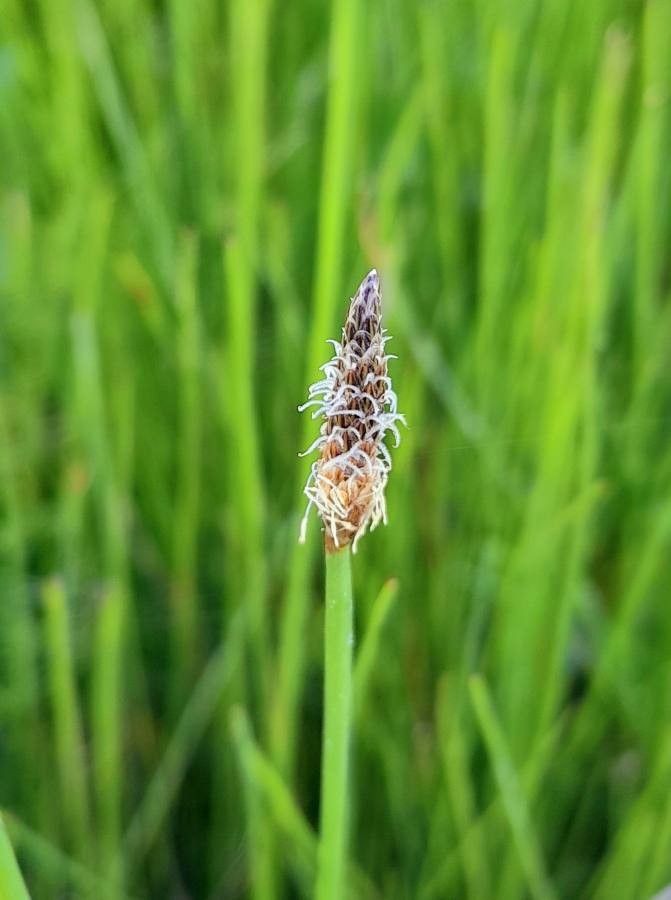 Eleocharis bonariensis flower