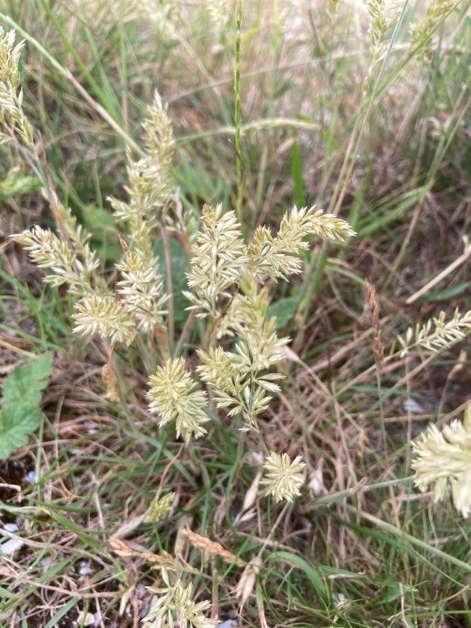 Koeleria macrantha flower