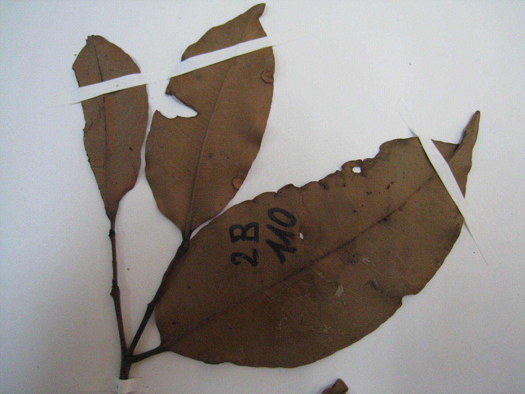 Sacoglottis guianensis other