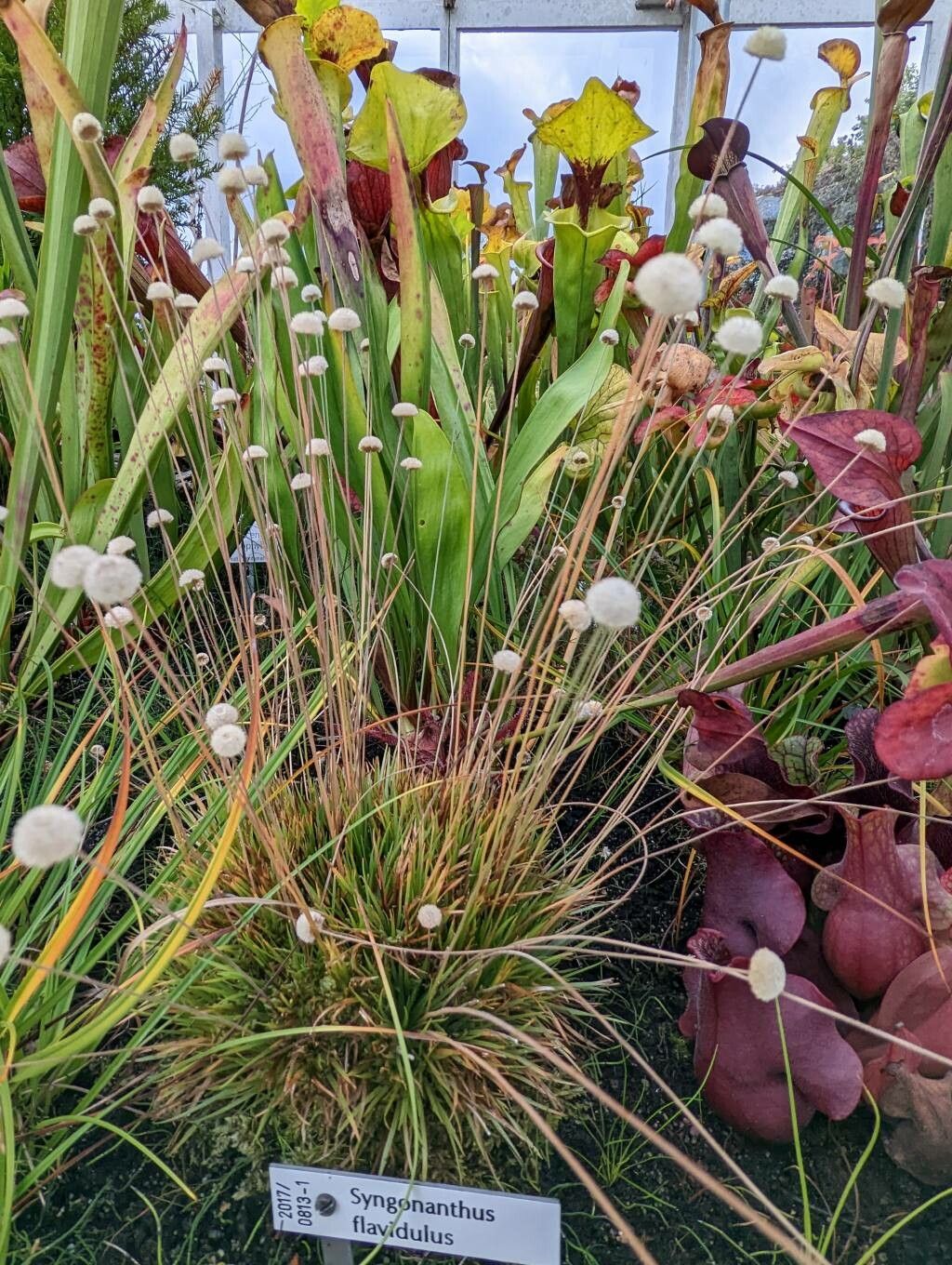 Syngonanthus flavidulus habit