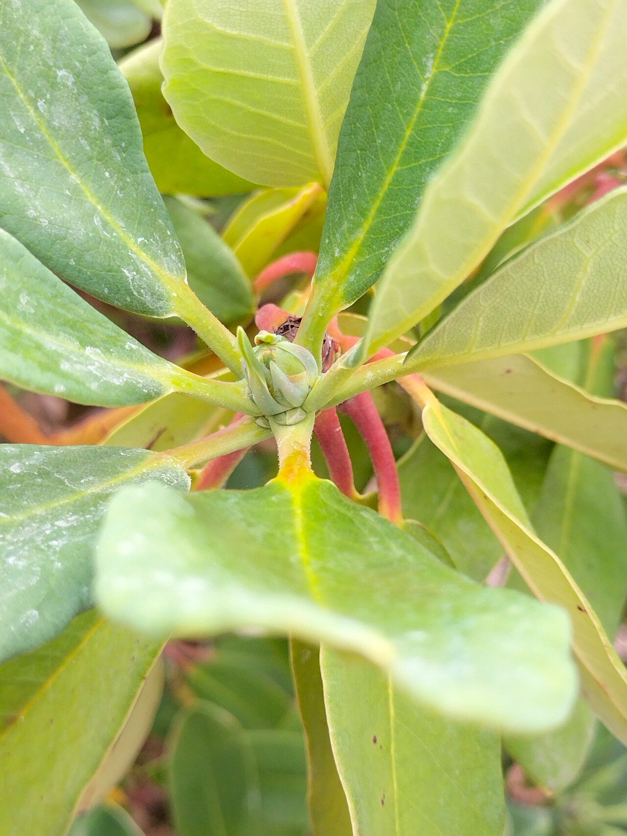 Rhododendron × planetum flower