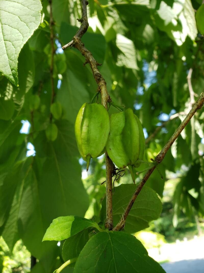 Halesia carolina fruit
