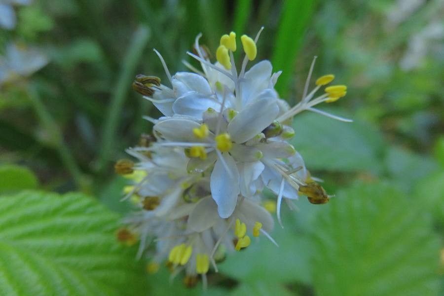 Libertia sessiliflora flower