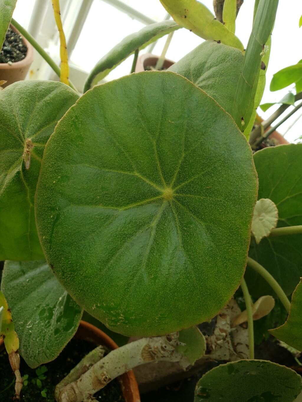 Begonia peltata — houseplant care guide