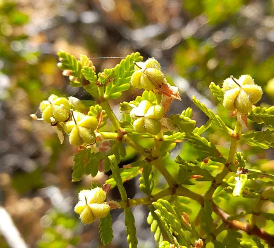 Larrea nitida fruit