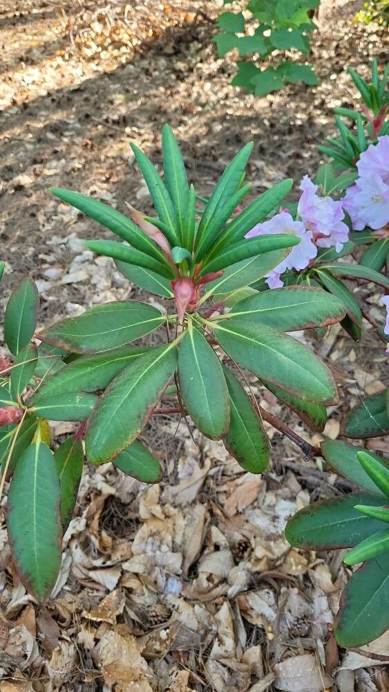 Rhododendron maoerense — houseplant care guide