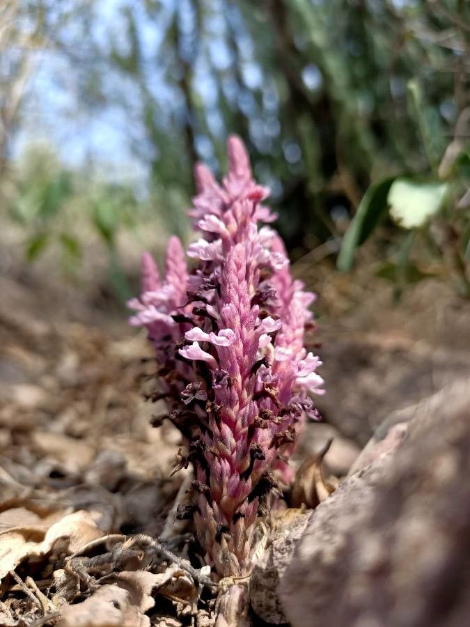 Striga gesnerioides — houseplant care guide