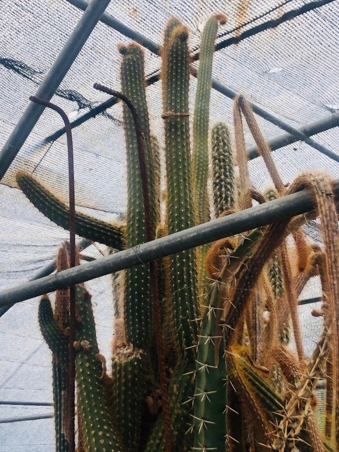 Cleistocactus reae — search result for 'Cleistocactus'