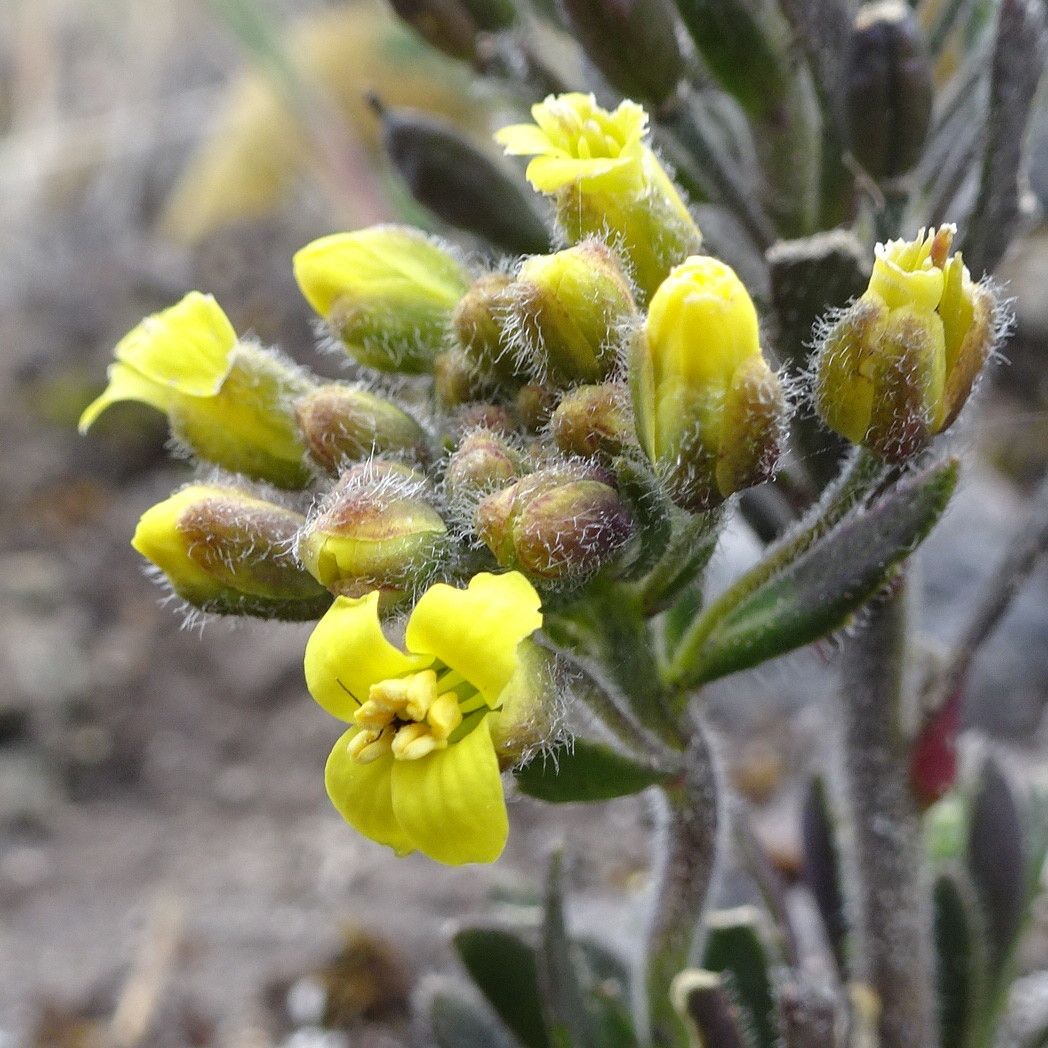Draba pennell-hazenii flower