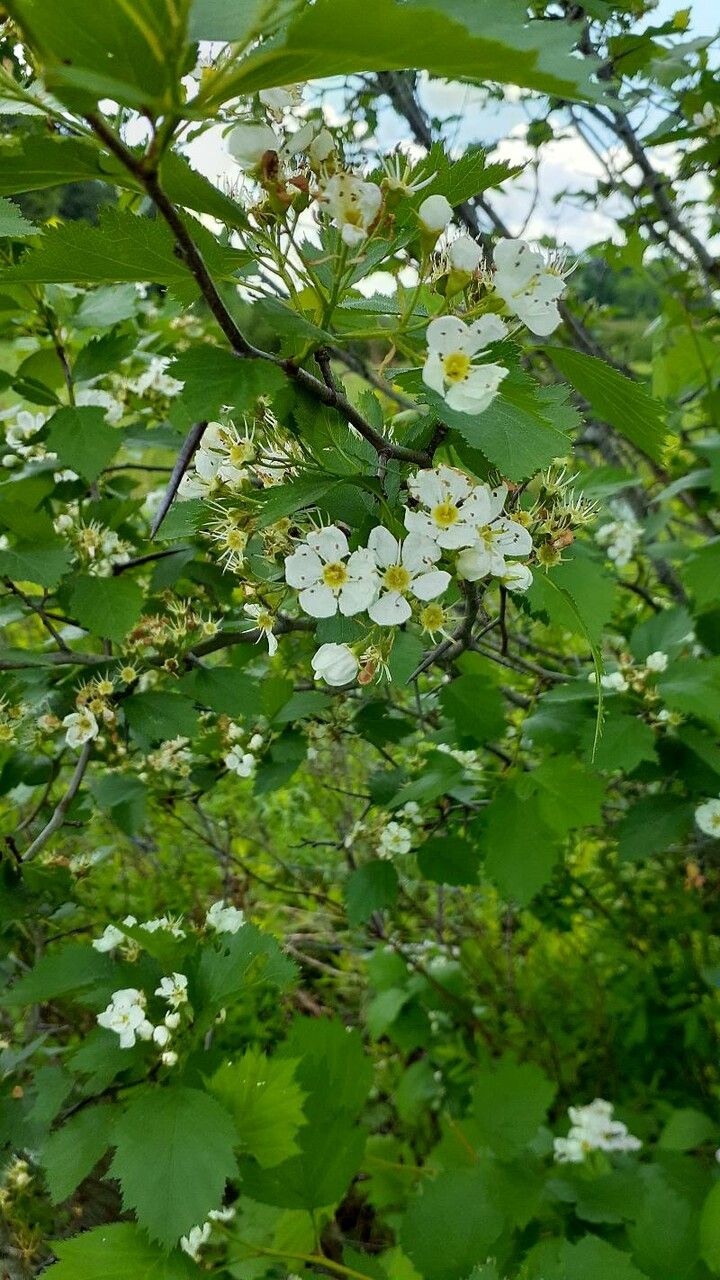 Crataegus canadensis flower
