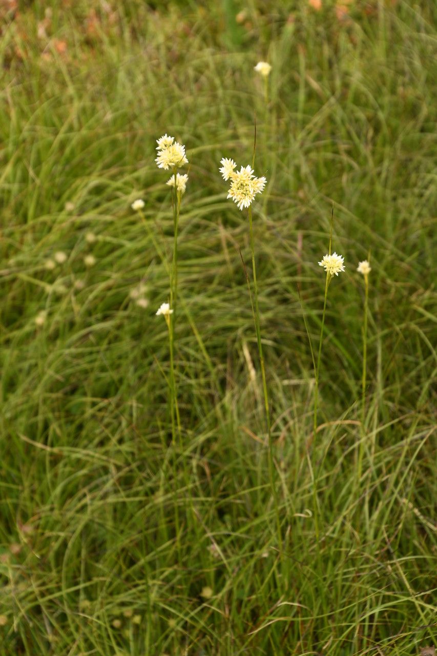Luzula lactea habit