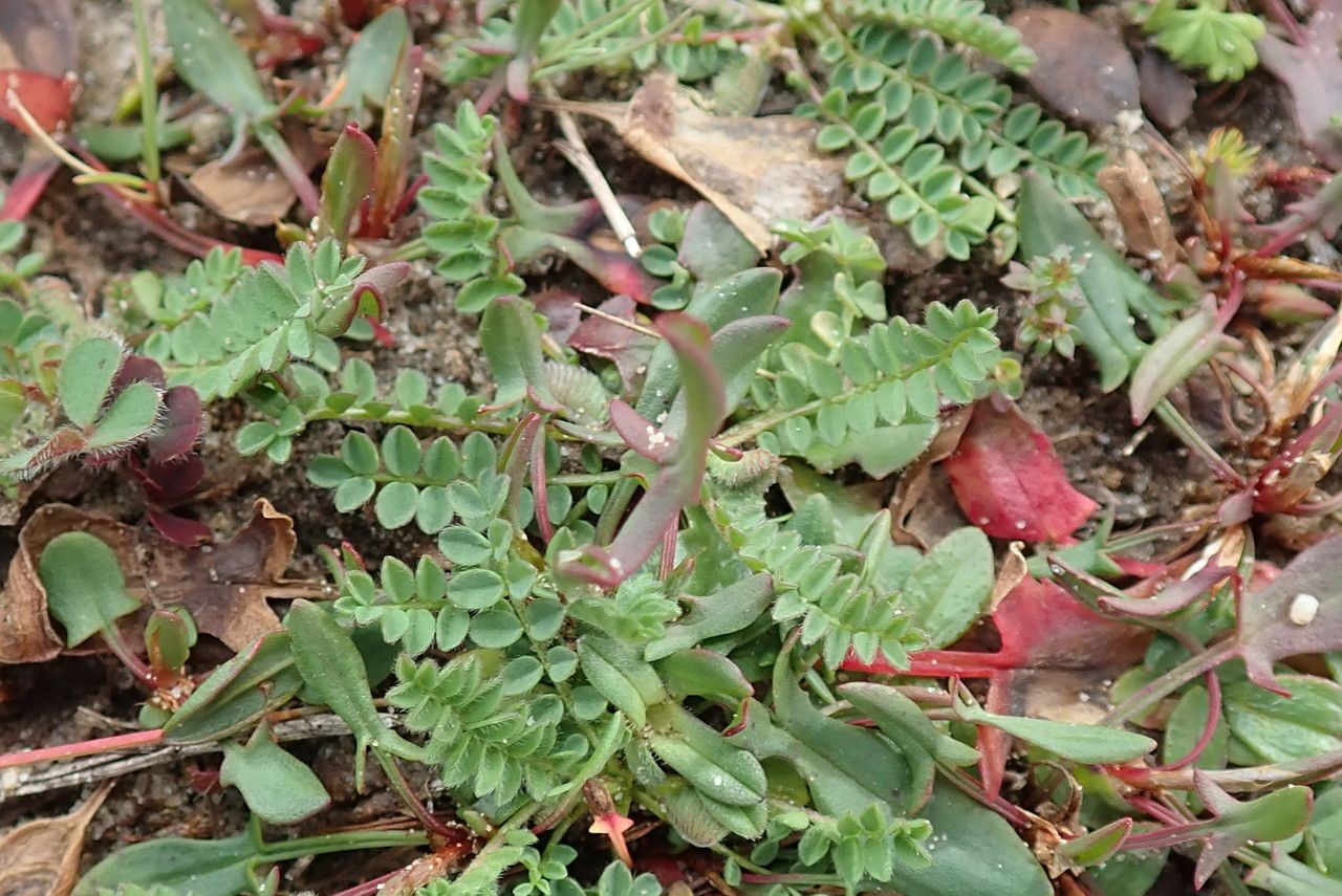 Ornithopus perpusillus leaf