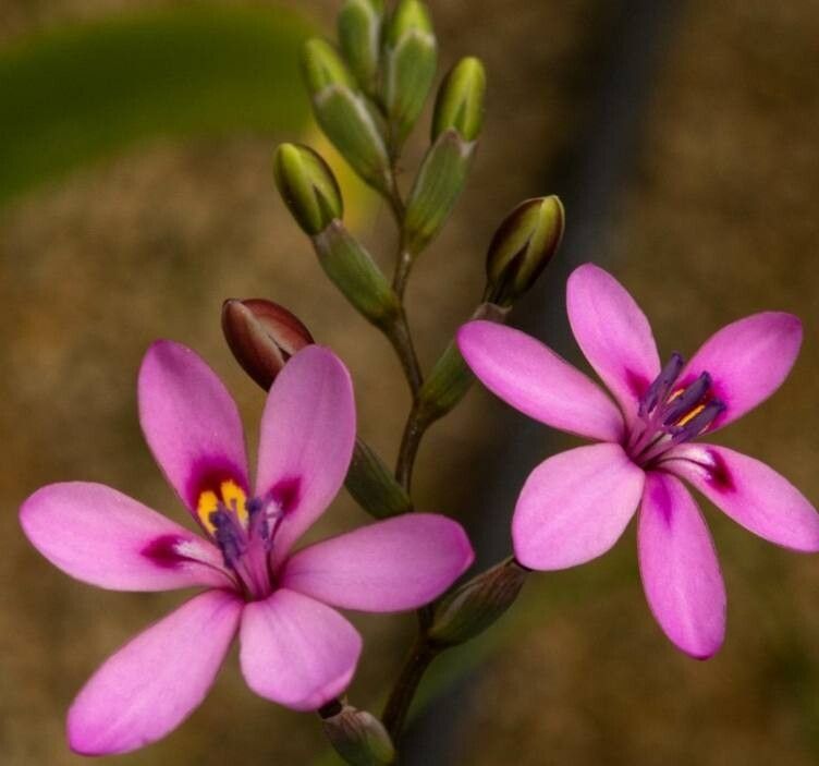 Werauhia verrucosa — houseplant care guide