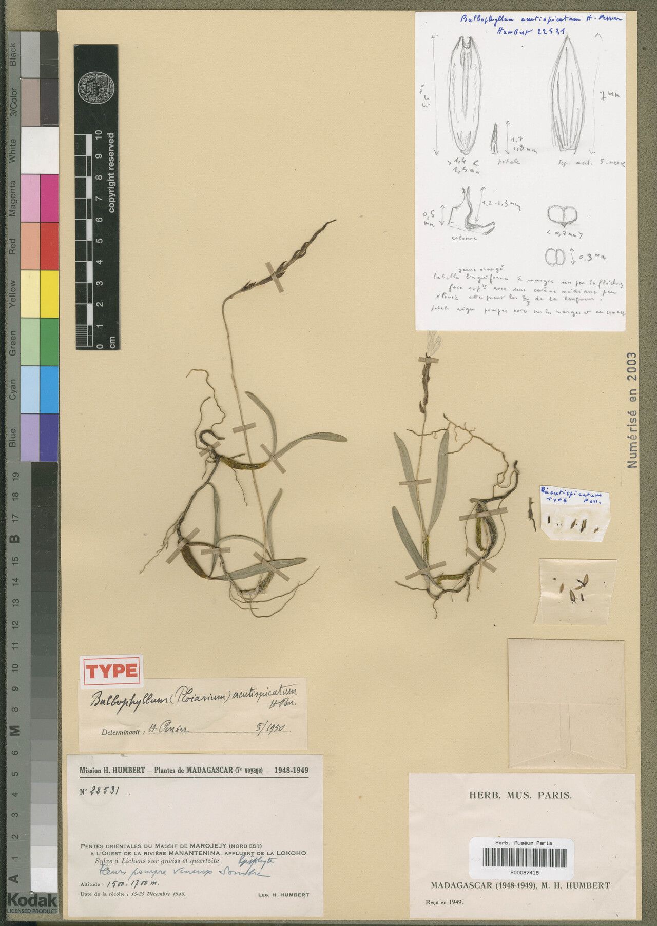 Bulbophyllum acutispicatum — related species from the same genus
